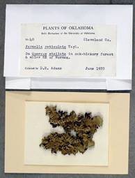 Card with specimen