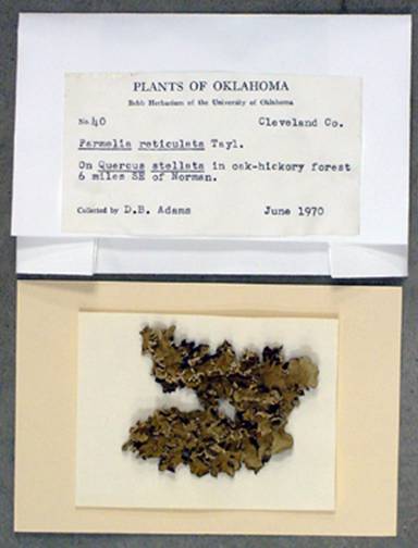 Moss specimen