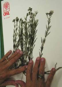 Sample herbarium specimen being glued to sheet