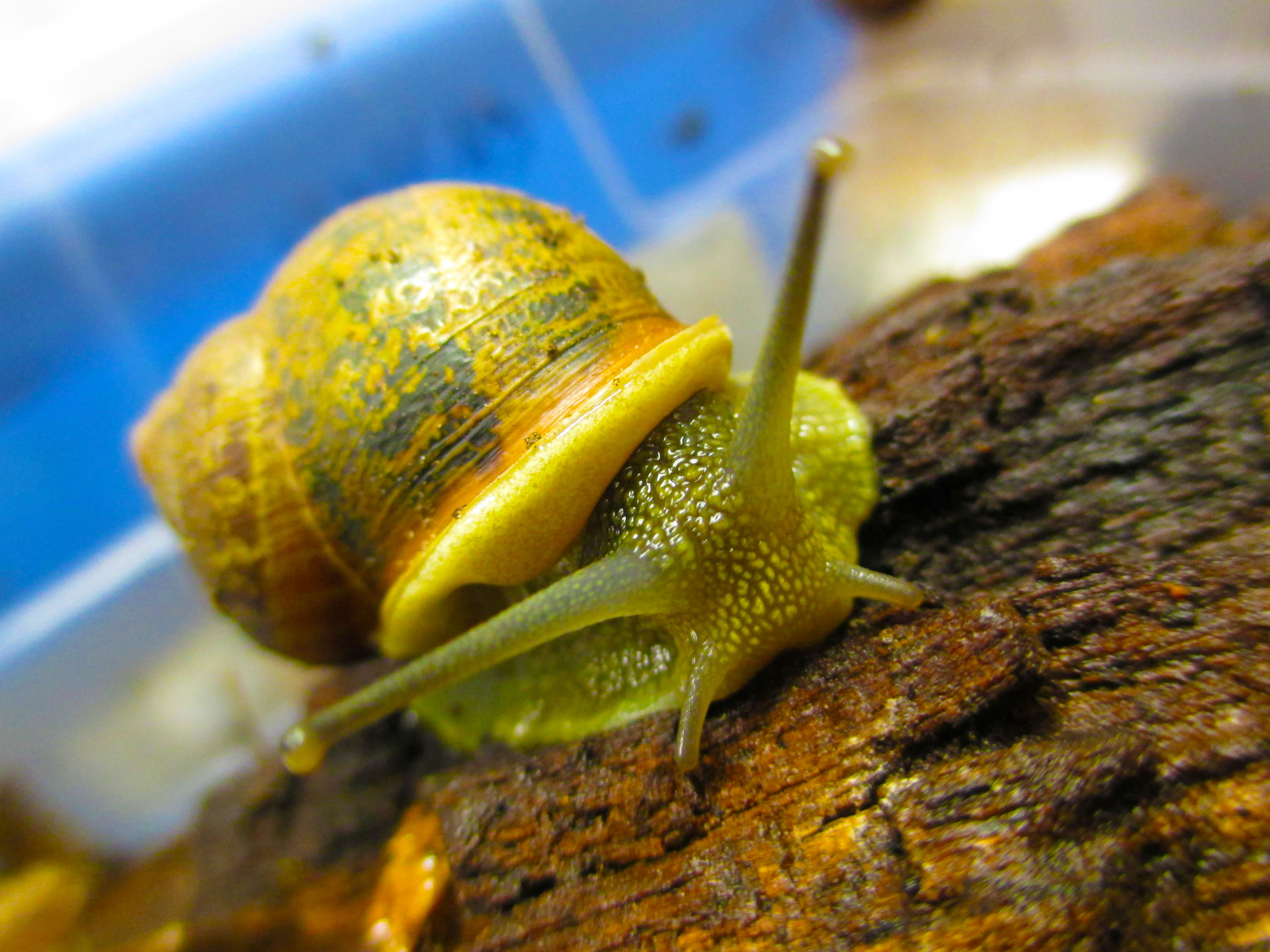 snail