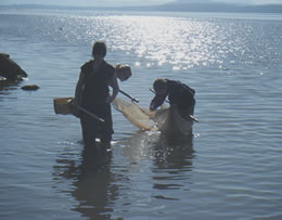 photo by Jessica Bowles. seining for invertebrates in L. Wister. OAS Spr field meeting