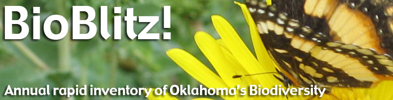 BioBlitz! Annual rapid inventory of Oklahoma's Biodiversity