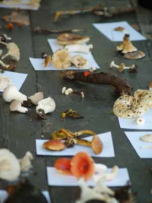 Many species of fungi