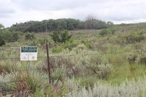 Shinnery Oak Mottes on Black Kettle National Grassland