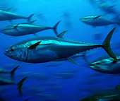 Blue Fin Tuna