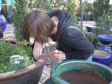 Looking for invasive snails in greenhouse