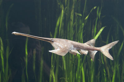 paddlefish