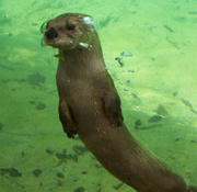 North American River Otter