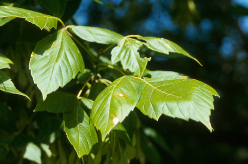 Acer negundo