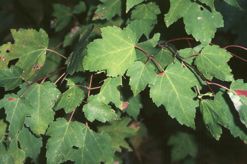 Acer rubrum