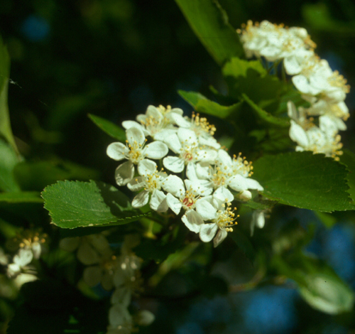 Crataegus viridis