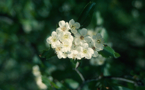 Crataegus viridis