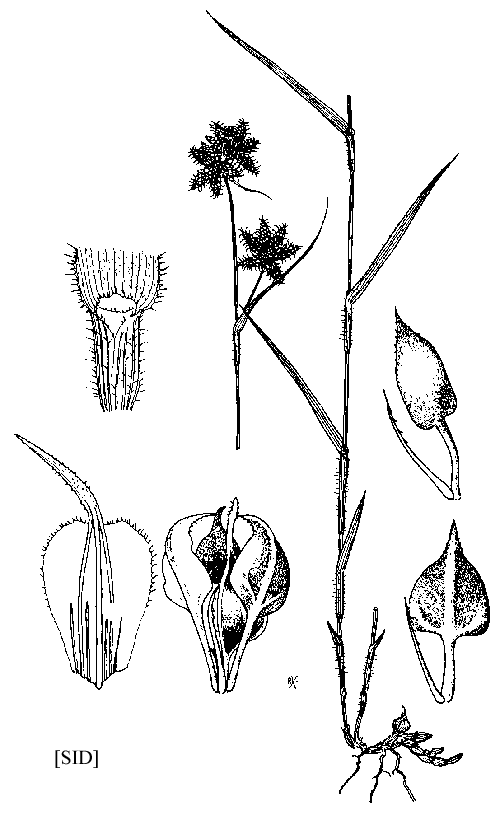 Fuirena squarrosa