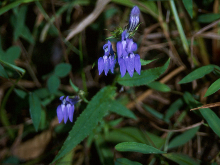 Lobelia siphilitica