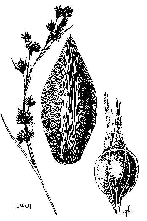 Rhynchospora glomerata