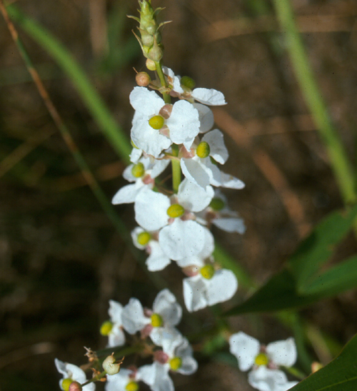 Sagittaria longiloba map