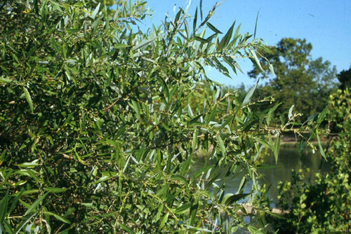 Salix caroliniana