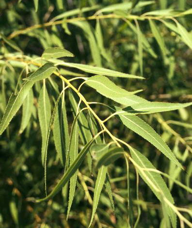 Salix nigra