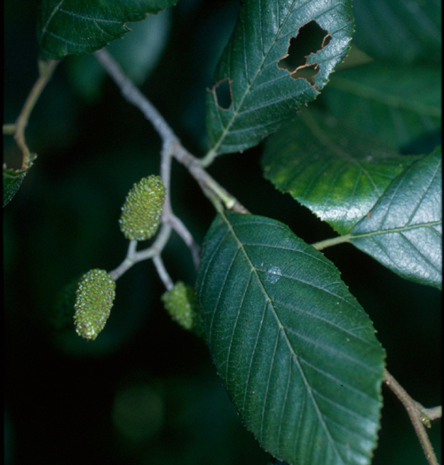 Alnus serrulata