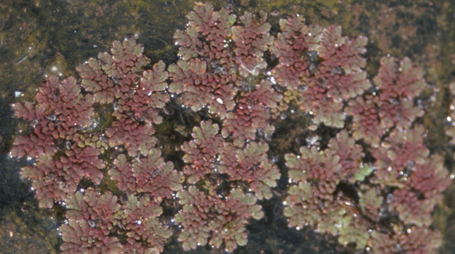 azolla_caroliniana