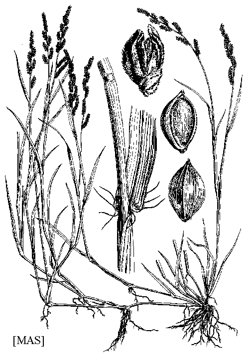 Echinochloa colona