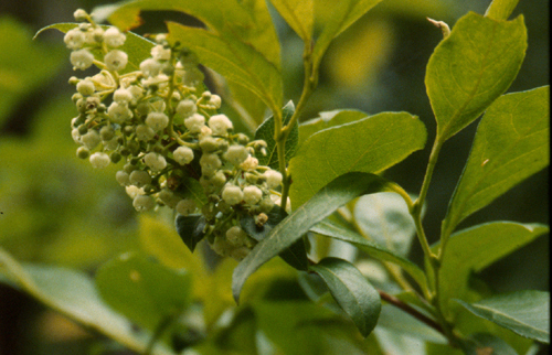 Lyonia ligustrina