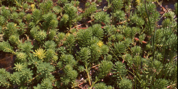 Myriophyllum aquaticum