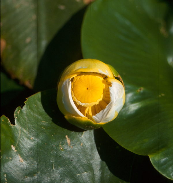 Nuphar lutea