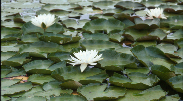 Nymphaea odorata