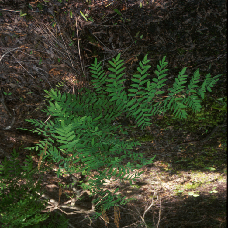 Osmunda regalis