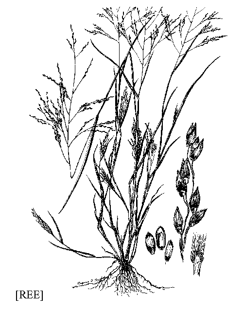 Panicum dichotomiflorum