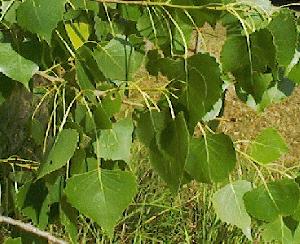 Populus deltoides