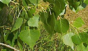 Populus deltoides