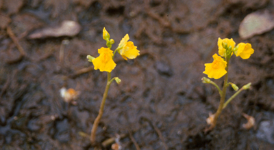 utricularia